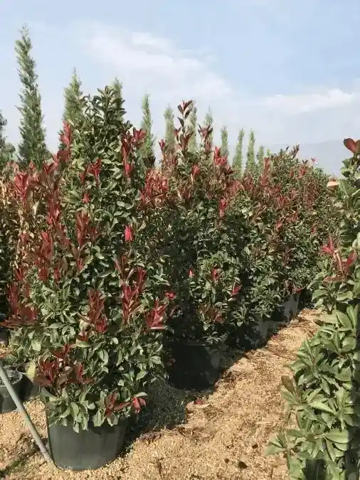 İlkbaharda kırmızı yaprak veren dekoratif alev ağacı çalısı
