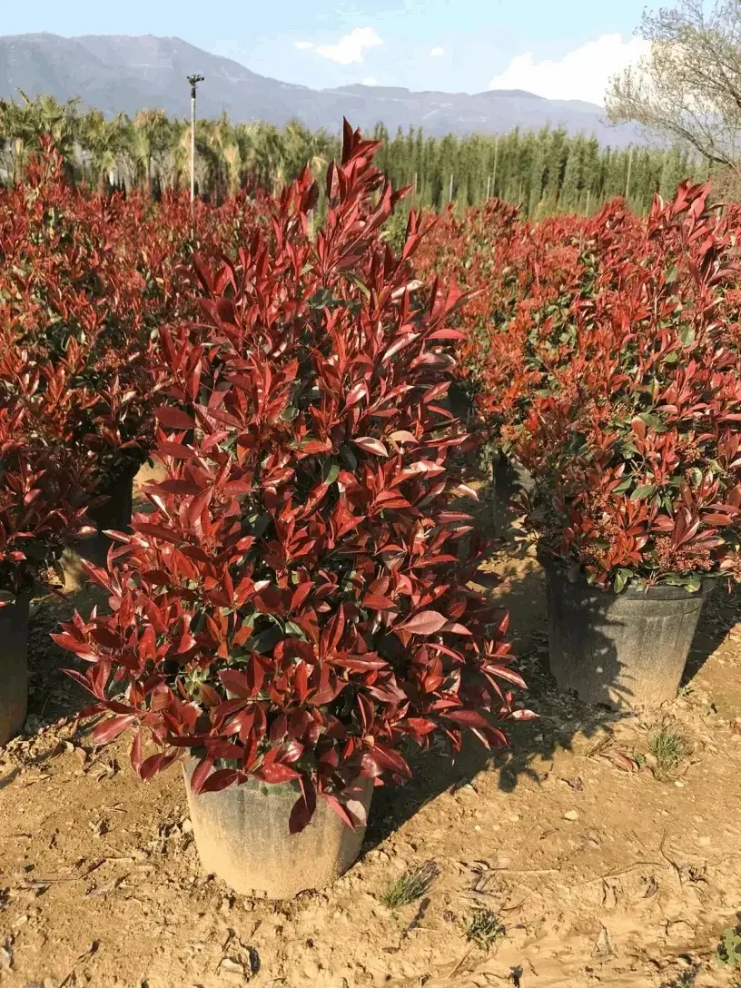 Peyzaj uygulamaları için saksılı alev ağacı fidanı üretimi