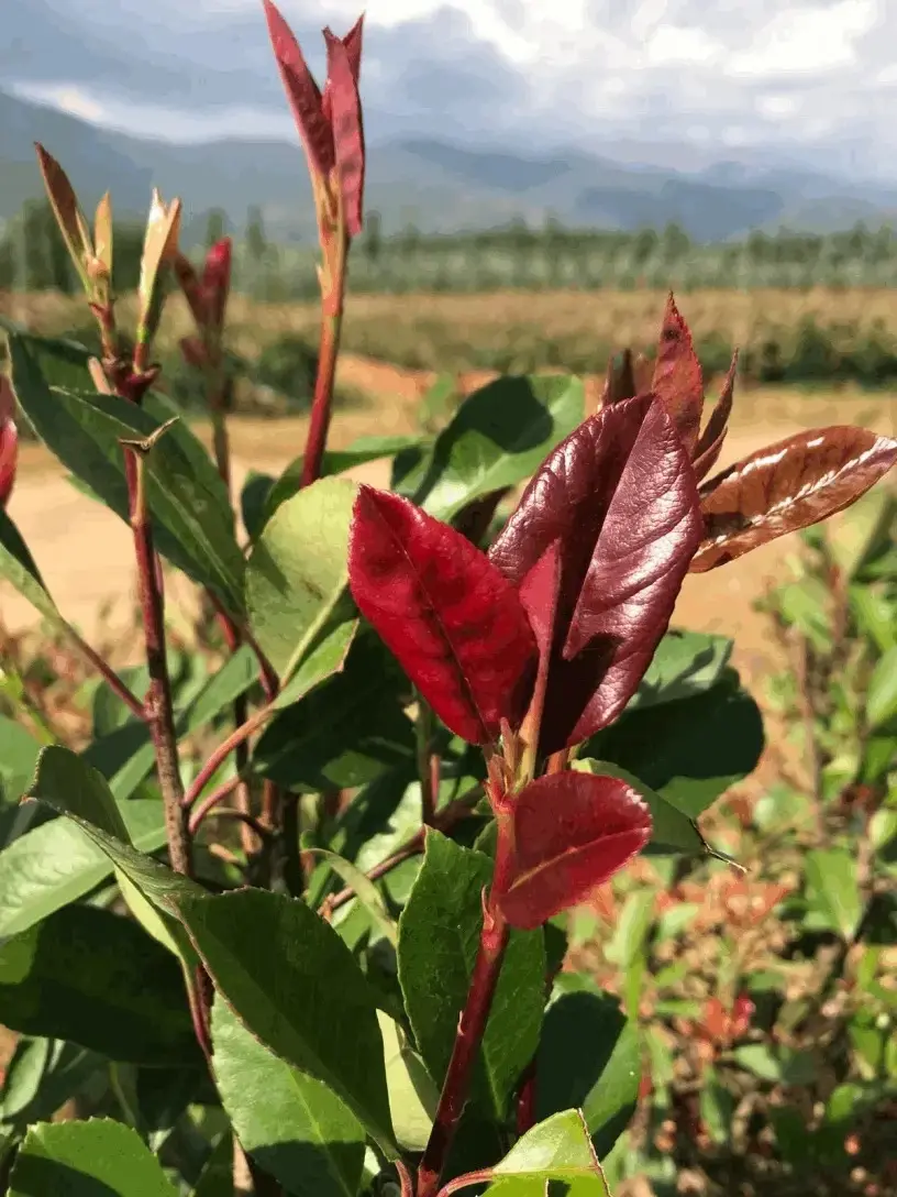 Kırmızı sürgünlü Alev Ağacı bitkisi