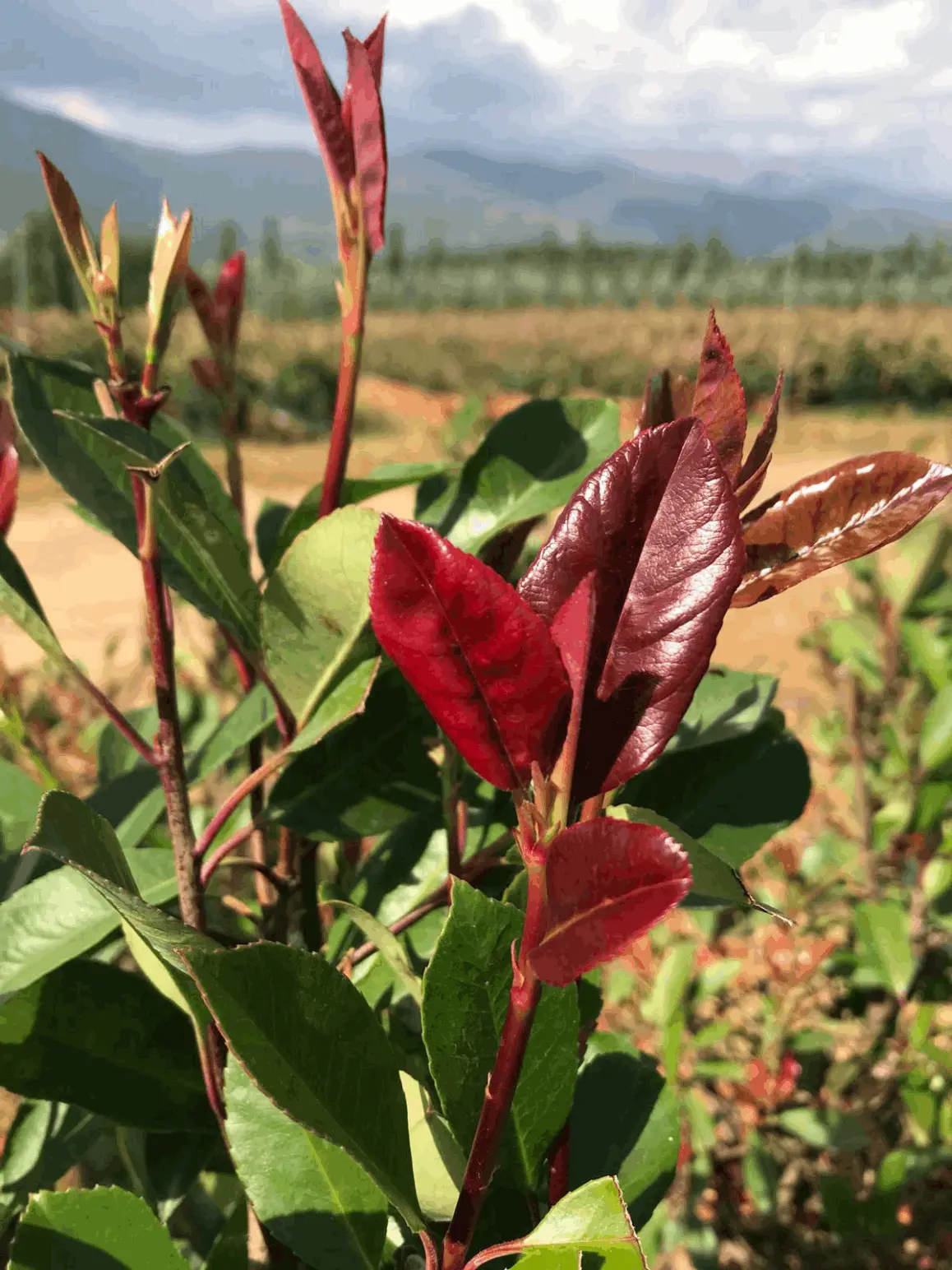 Alev Ağacı (Photinia sp.)