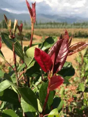 Lifora çiçekçilik