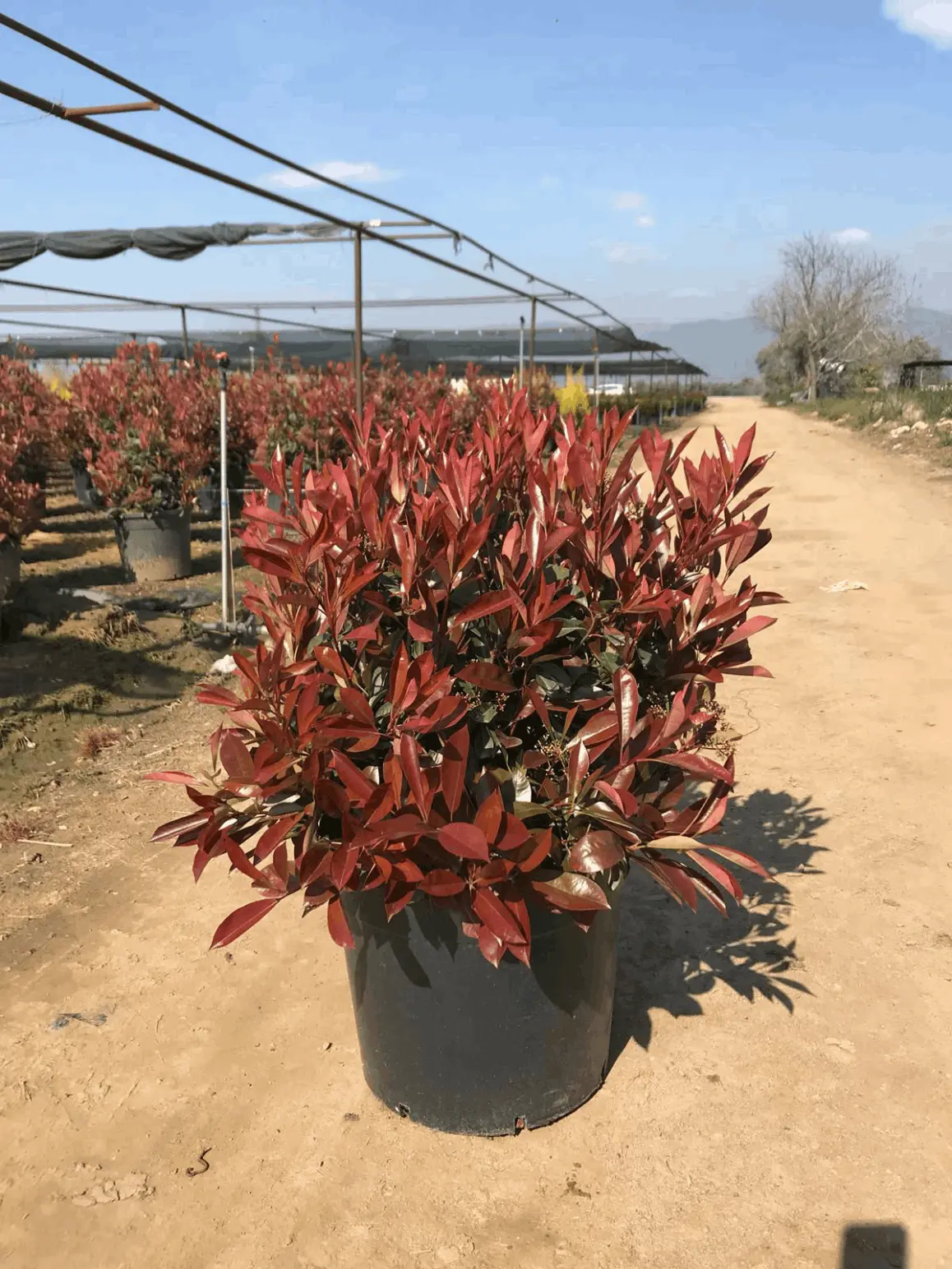 Alev Ağacı (Photinia sp.)