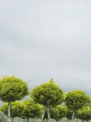 lifora Çiçekçilik