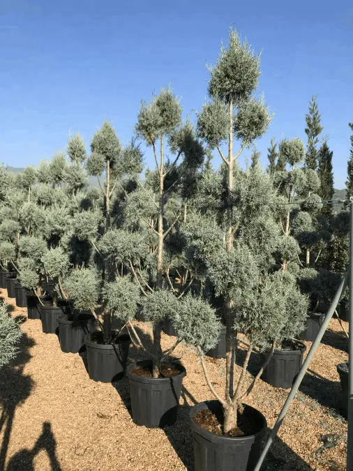 Lifora çiçekçilik