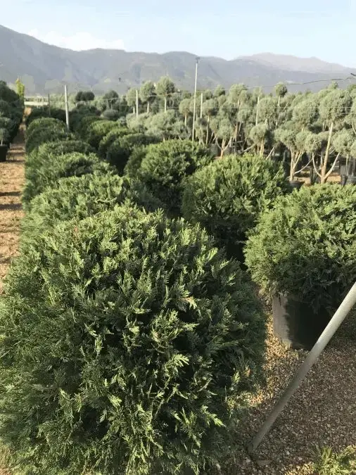 Ödemiş fidanlığında yetişen sağlıklı leylandi çit bitkisi yakın çekim