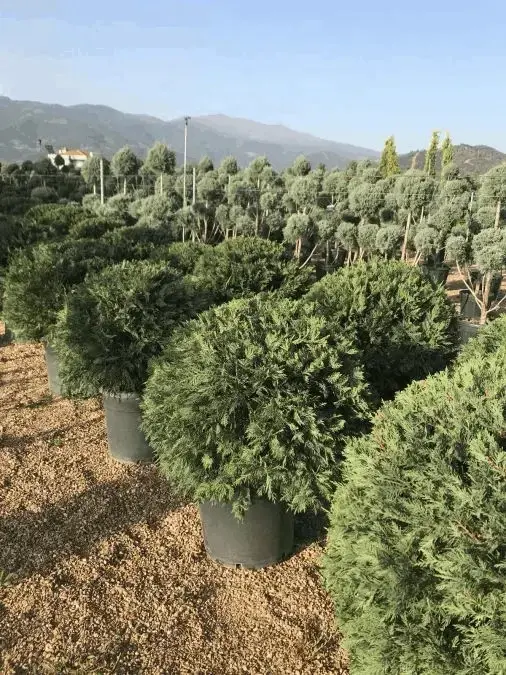 Bahçe çiti için formlu leylandi fidanı üretimi