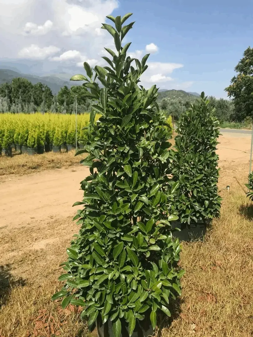 Bahçe çiti yapımına uygun parlak yeşil yapraklı ligustrum lucidum kurtbağrı