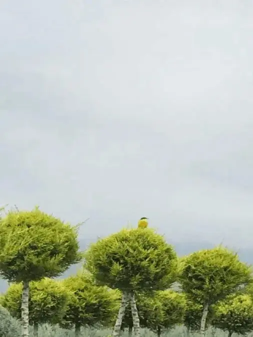 Limon Servi fidanı yakın görünüm