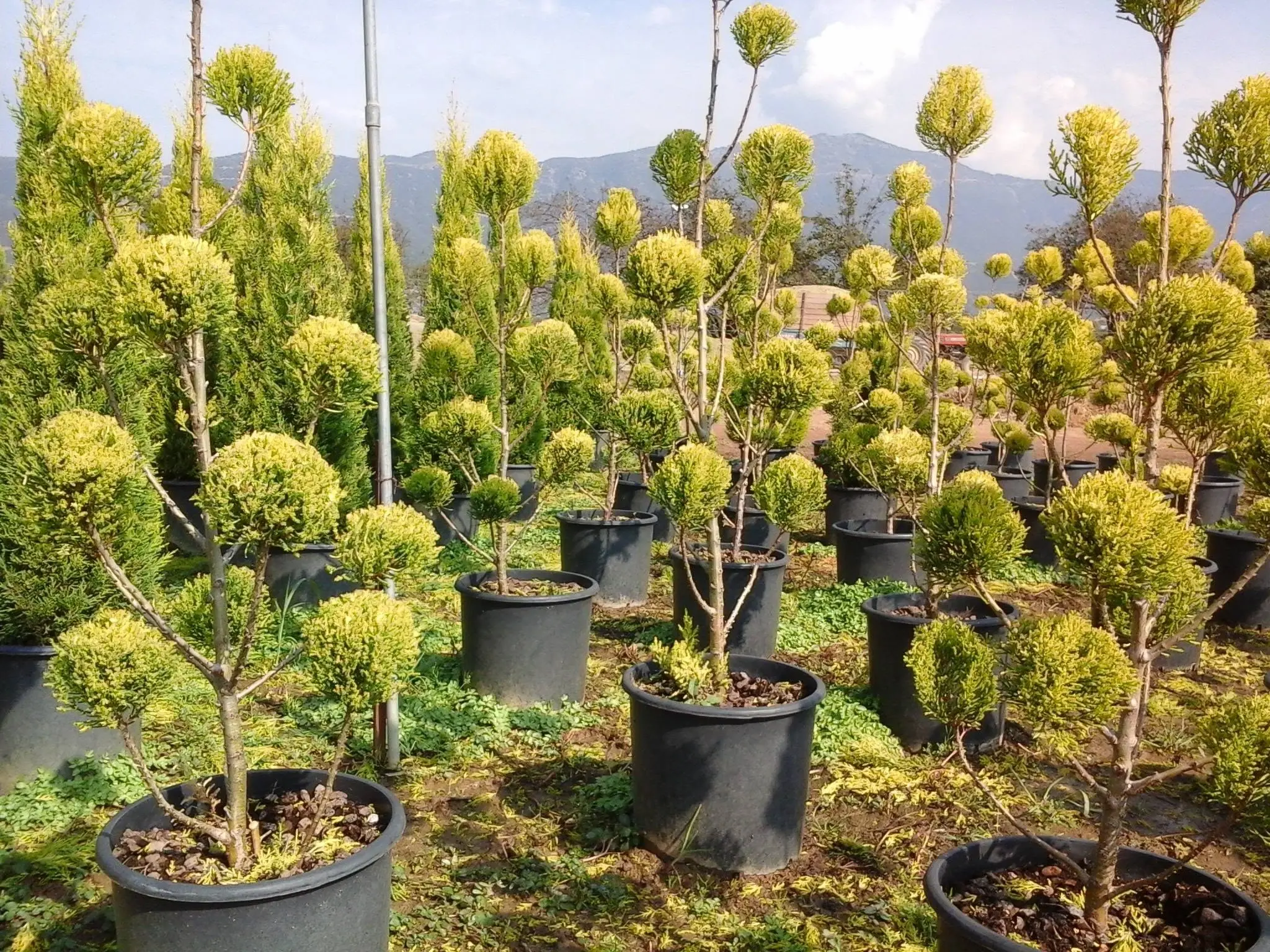 Saksıda yetiştirilmiş altın sarısı renkli saksılı limon servi fidanı