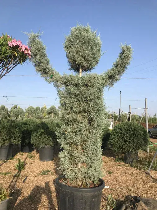 Ödemiş toptan mavi Arizona selvisi üretimi fidanlık görünümü